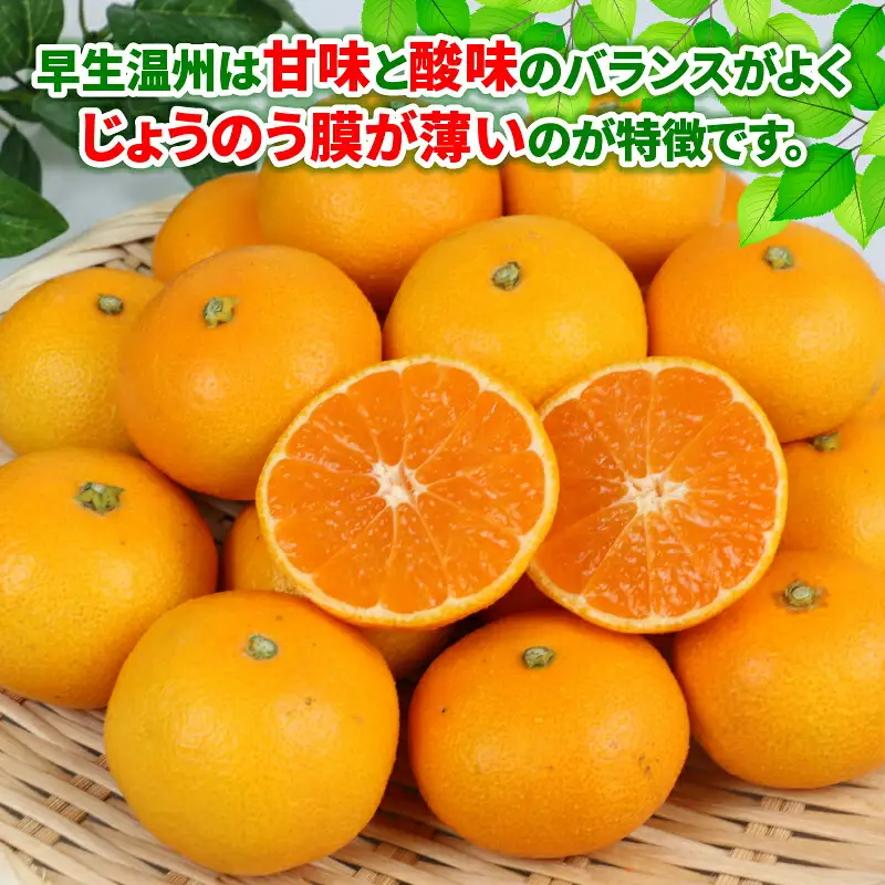 【みかん】早生温州10kgWFみかん B012-024001