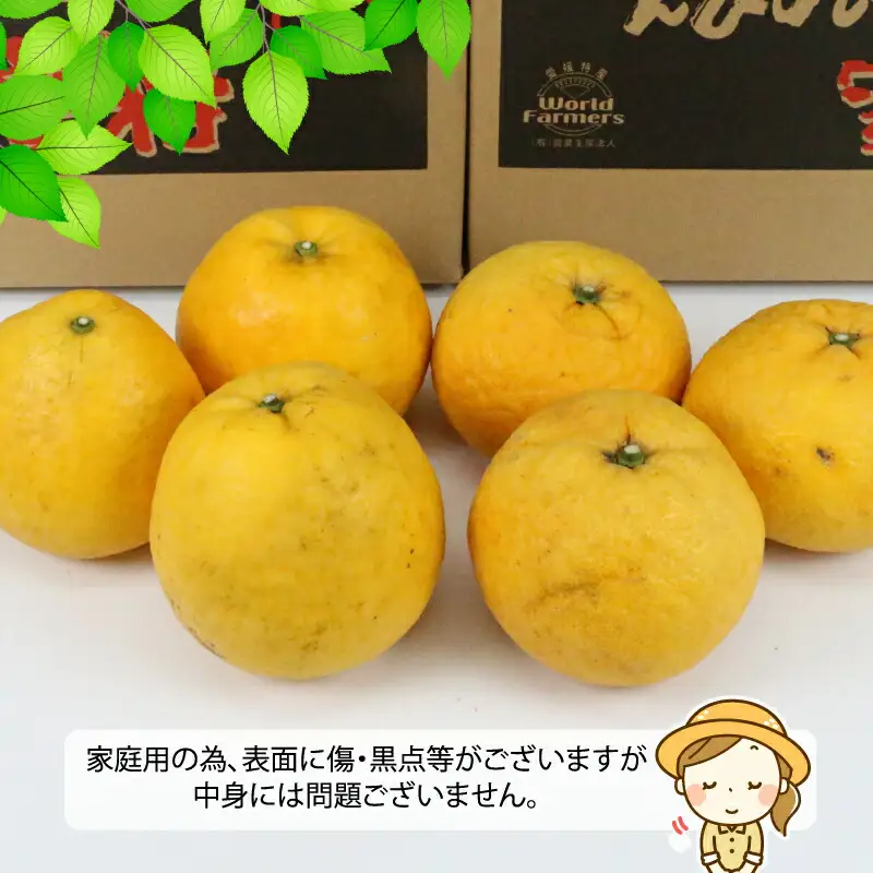 河内晩柑 4kg 甘夏 4kg 詰め合わせ セット WF 甘夏 B012-024009