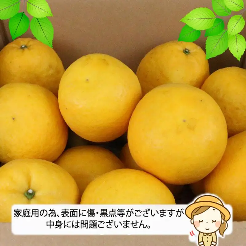 愛媛みかん 河内晩柑 7.5kg WF 愛媛みかん B012-024010