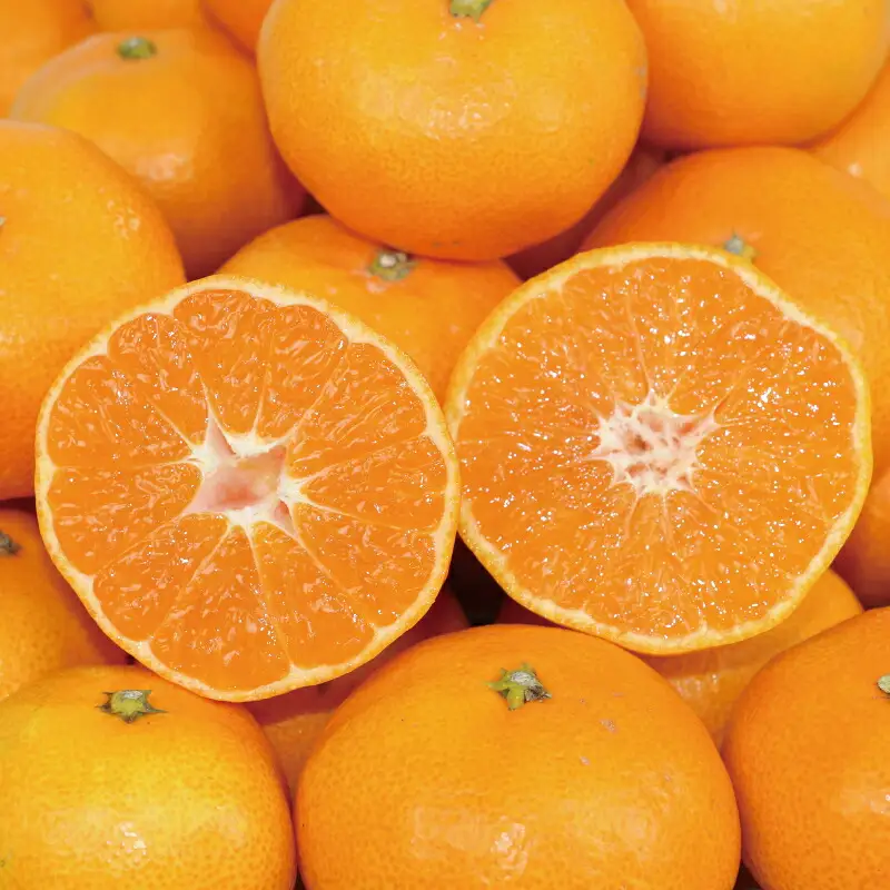 愛媛みかん 早生温州 7kg 家庭用 大小混合 南四国ファーム mikan みかん 不揃い 早生 温州 温州みかん 愛媛ミカン 愛媛蜜柑 果物 くだもの フルーツ 柑橘 蜜柑 産地直送 数量限定 国産 宇和島 B010-035001