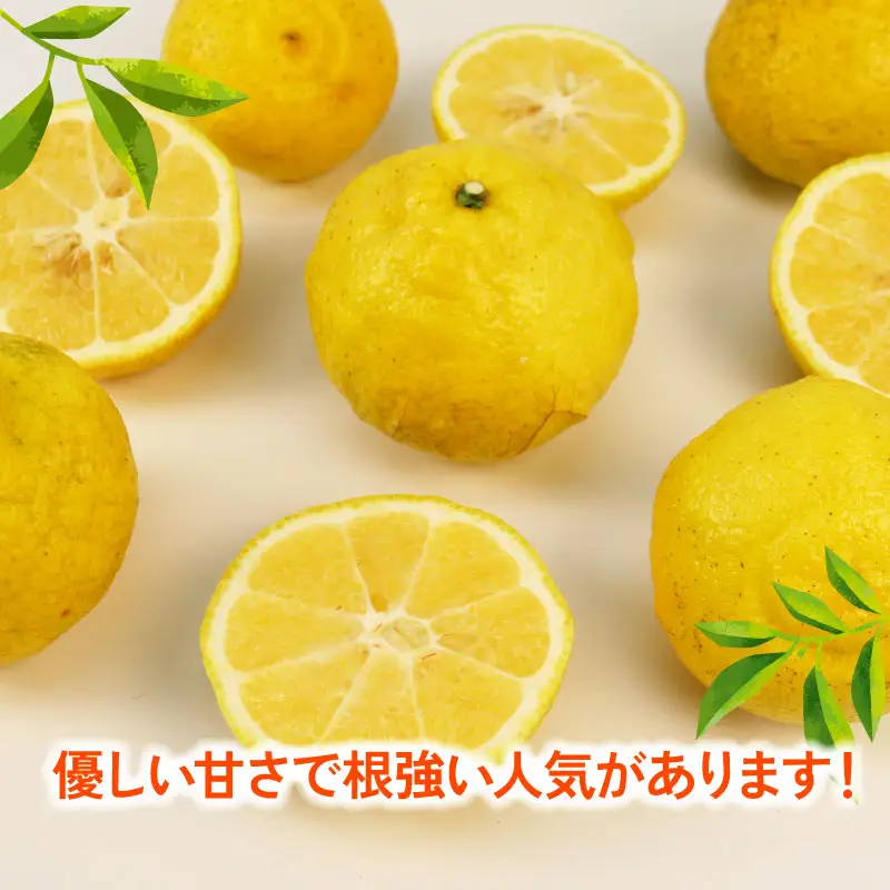 【先行予約】はるか 9kg 家庭用 つばさ農園 柑橘 柑橘 B010-048002