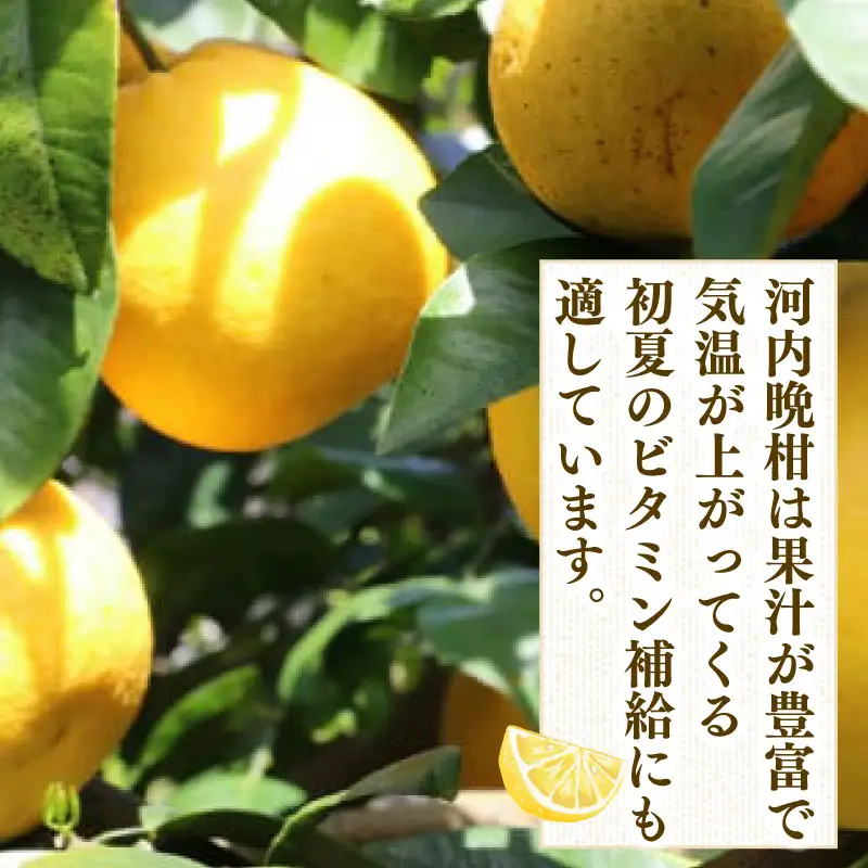 愛媛みかん 河内晩柑 家庭用 約 10kg つばさ農園 河内晩柑 B010-048004