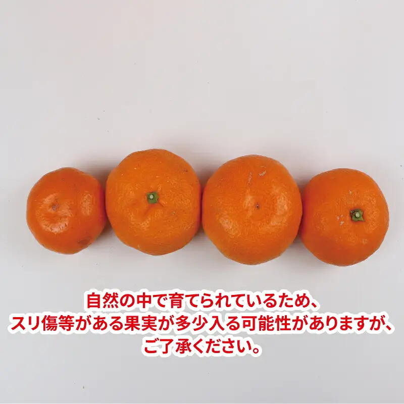 みかん 10kg 贈答用 南柑20号 サイズ不揃い みかん NBU B018-058005