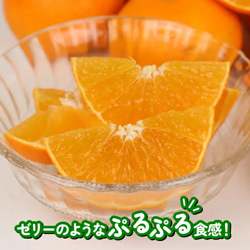 【紅まどんな と同品種】 まどんな 愛果28号 2kg 家庭用 ハウス栽培 ハマみかん 高級 B012-075001