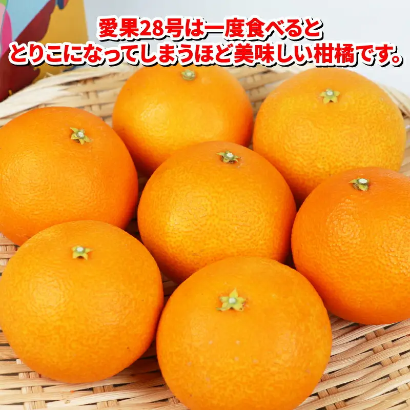 【紅まどんな と同品種】 【愛果28号】 贈答用 2kg まどんな 【B018-075005】