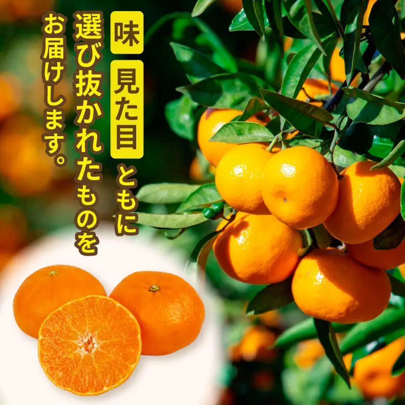 甘平 高級柑橘 2kg 贈答用 甘平 ハウス栽培 ハマみかん B020-075006