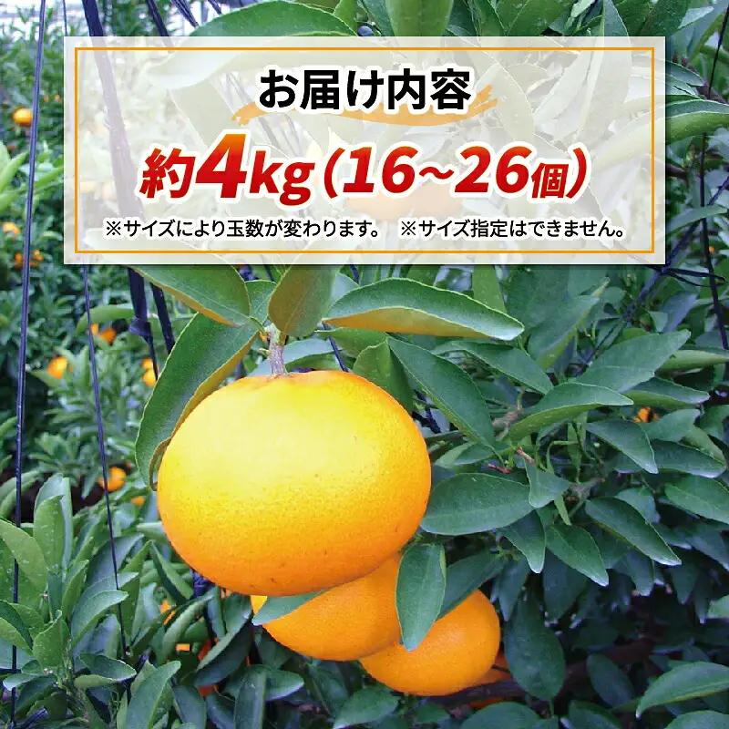 ハウス 家庭用 せとか 4kg 16~26個 南予ファーム せとか B020-082004