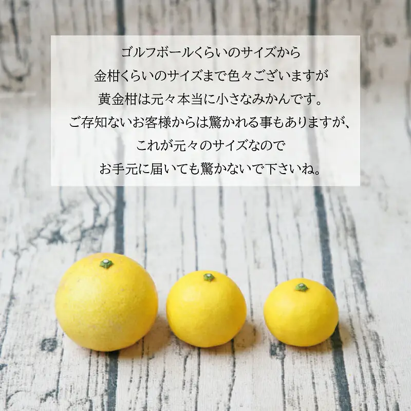 高級柑橘 黄金柑 3kg 矢野青果 黄金柑 B015-171037