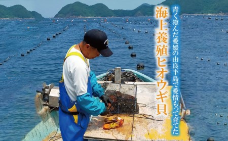 海の幸 ヒオウギ 貝 50個 羽根 BBQ 網焼き 二枚貝 貝柱 檜扇貝 ヒオウギ貝 海鮮 海産物 海 特産品 うま味 旨味 おつまみ アヒージョ チーズ バター 醤油 焼き アレンジ アウトドア キャンプ カラフル レシピ 産地直送 国産 愛媛 宇和島 D020-110003