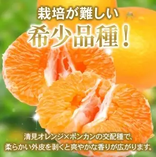 【先行予約】 家庭用 はるみ 訳あり 2.5kg+250g（傷み補償分）/ 春 みかん 光センサー選別 ※2027年2月上旬〜3月下旬ごろに順次発送予定 ※北海道・沖縄・離島への配送不可  【ikd013-c-2d5B】