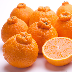 不知火 厳選 1kg+250g（痛み補償分） / みかん しらぬい 光センサー 選別 デコポン 柑橘 晩柑 和歌山 甘い 8000円 / ※2027年2月上旬～4月上旬ごろに順次発送予定 ※北海道・沖縄・離島への配送不可 【ikd010-p-1C】