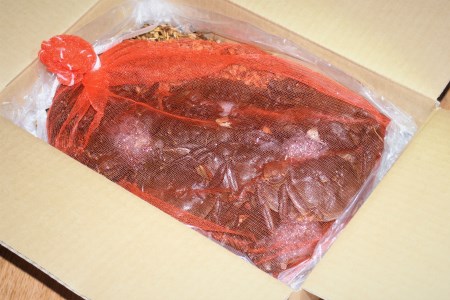 【期間限定】天然活きモクズガニ 約1kg（6～10匹、オス・メス混合） ネットに入れてお届け 下処理不要 調理レシピ付き AB4027　 