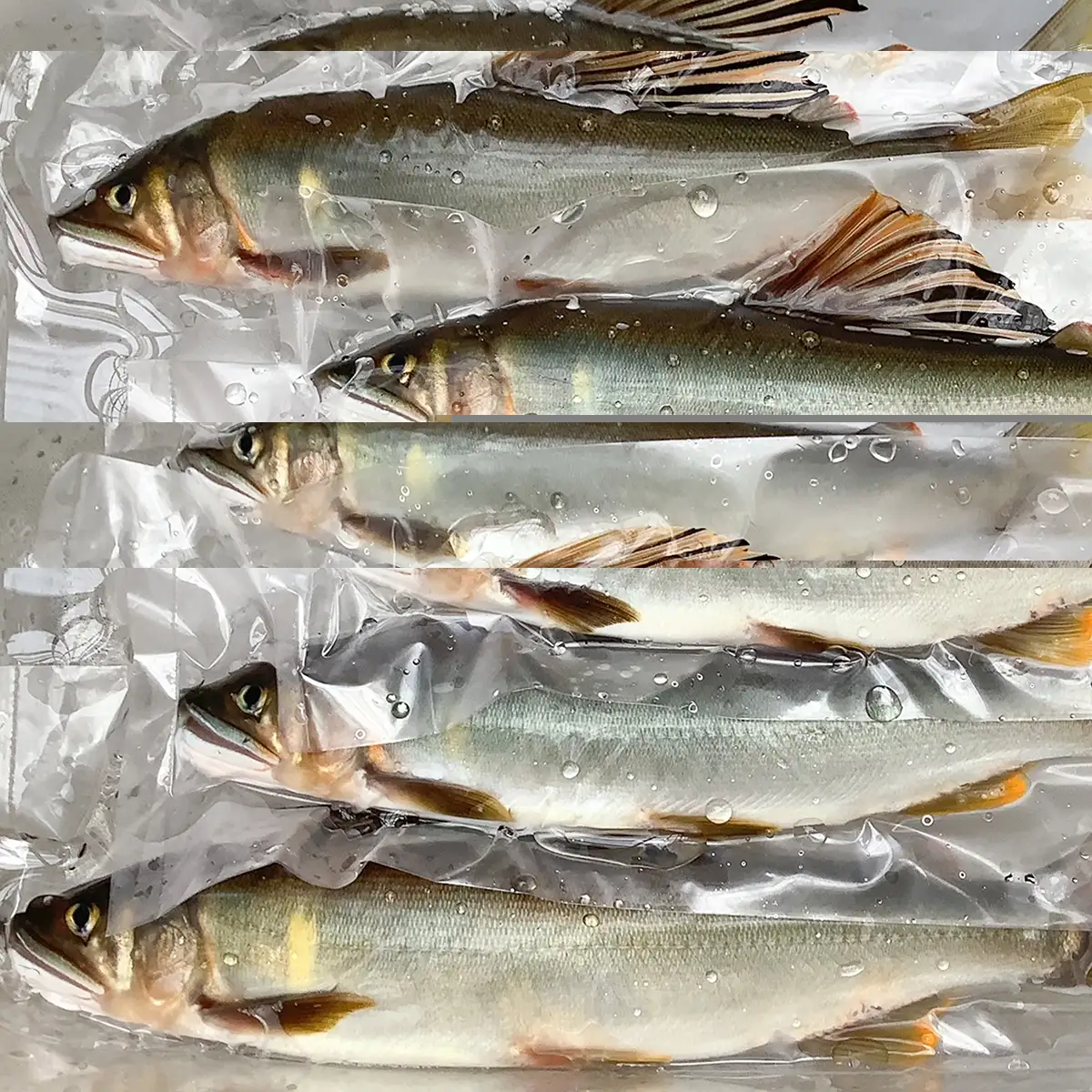 鮮度にこだわり！仁淀鮎★5尾～(冷凍500g) ★