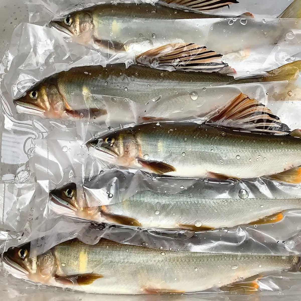 鮮度にこだわり！仁淀鮎★10尾～(冷凍1kg) ★