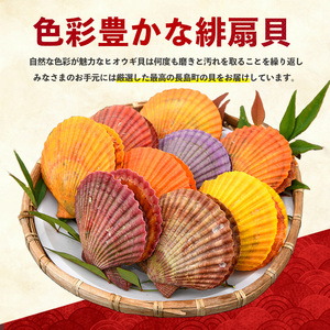 ＜先行受付＞長島特産！ヒオウギ貝(20個)【口之福浦ヒオウギ貝出荷グループ】 kuchi-7189