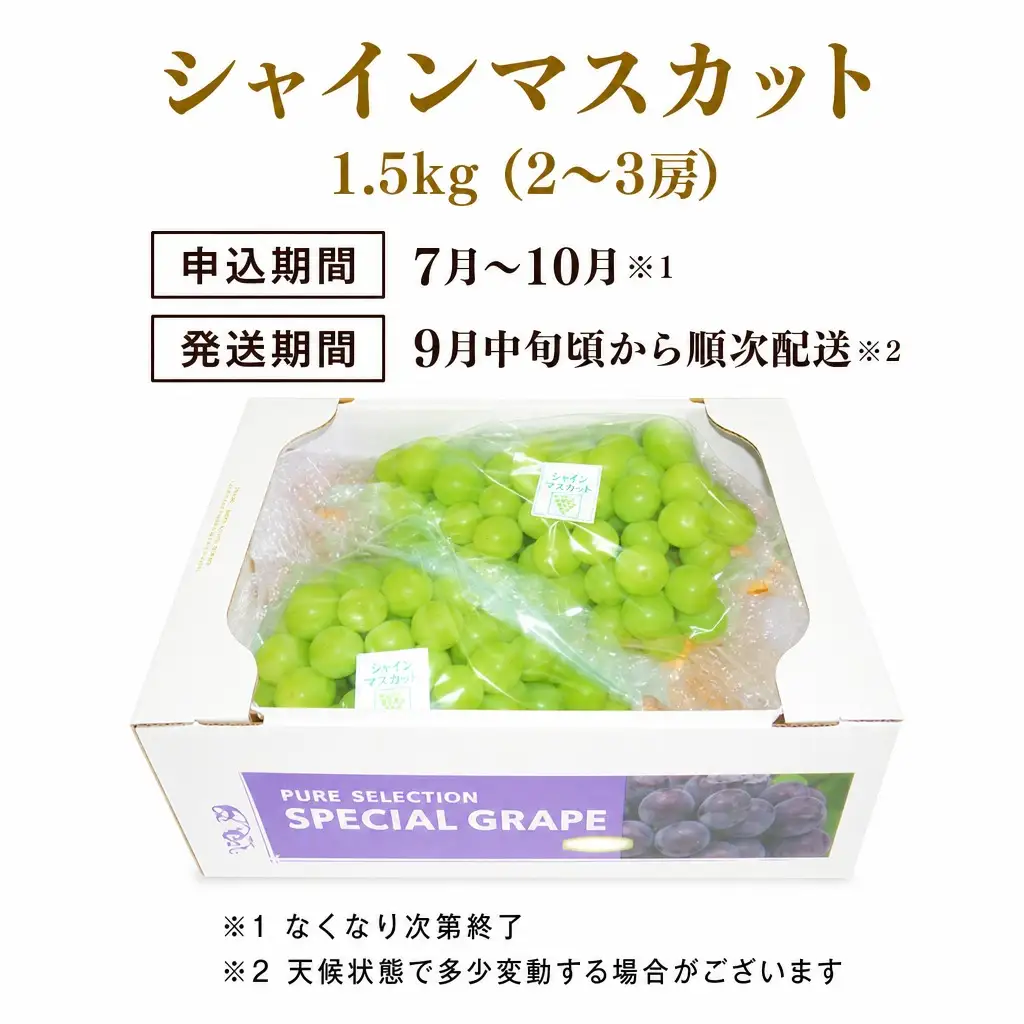 【数量限定マスカット】朝どれ！「シャインマスカット1.5kg(2～3房)」◆アダチ観光農園直送の絶品ぶどう◆ぶどう ブドウ 葡萄 マスカット シャインマスカット 種無し 種なし 皮ごと 皮ごと食べられるぶどう 果物 フルーツ 産地直送 期間限定 兵庫県 朝来市 AS2CF1