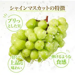 【先行予約】シャインマスカット 2房 1.2kg～1.4kg程度