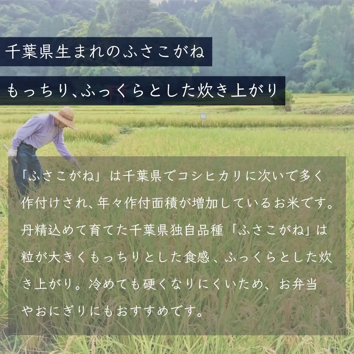 ＜6ヶ月定期便＞千葉県産「ふさこがね」5kg×6ヶ月連続 計30kg A021