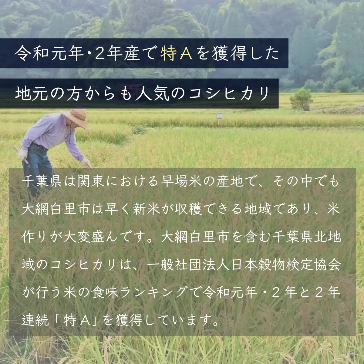 【最短2～7営業日出荷】令和7年産 千葉県産「コシヒカリ」20kg（5kg×4袋） A024
