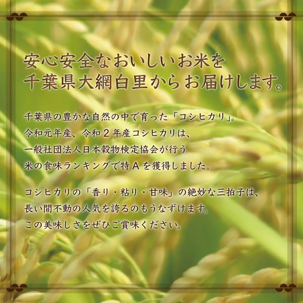 【最短2～7営業日出荷】令和7年産 2年連続特A評価!千葉県産コシヒカリ10kg無洗米（5kg×2袋） E004