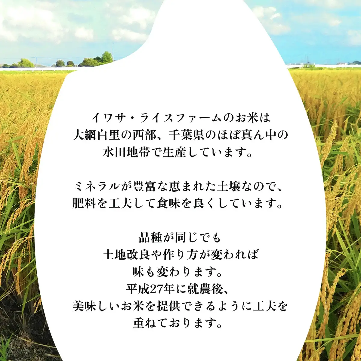 大網白里産 ２種類のお米食べ比べセット10kg　にじのきらめき(5kg)・粒すけセット(5kg)/ どっちのふるさと TV フジテレビ 