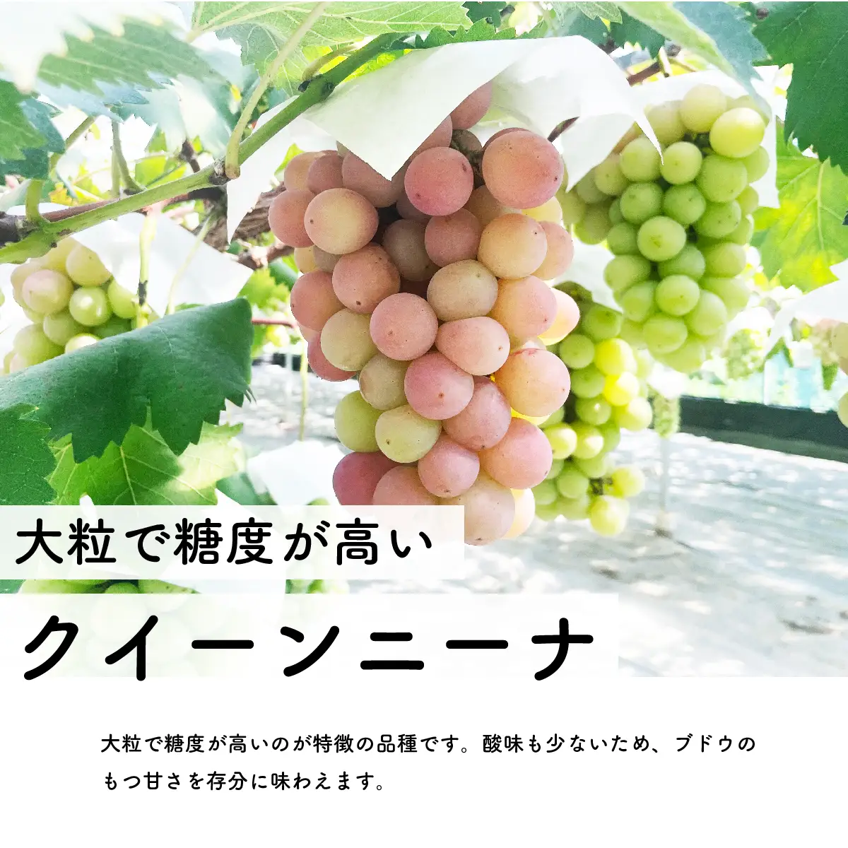 【先行予約・2026年9月】希少品種 数量限定 特大クイーンニーナ 1.5kg 産地直送 農家直送 甘い 大きい 種なし ぶどう 果物 限定品