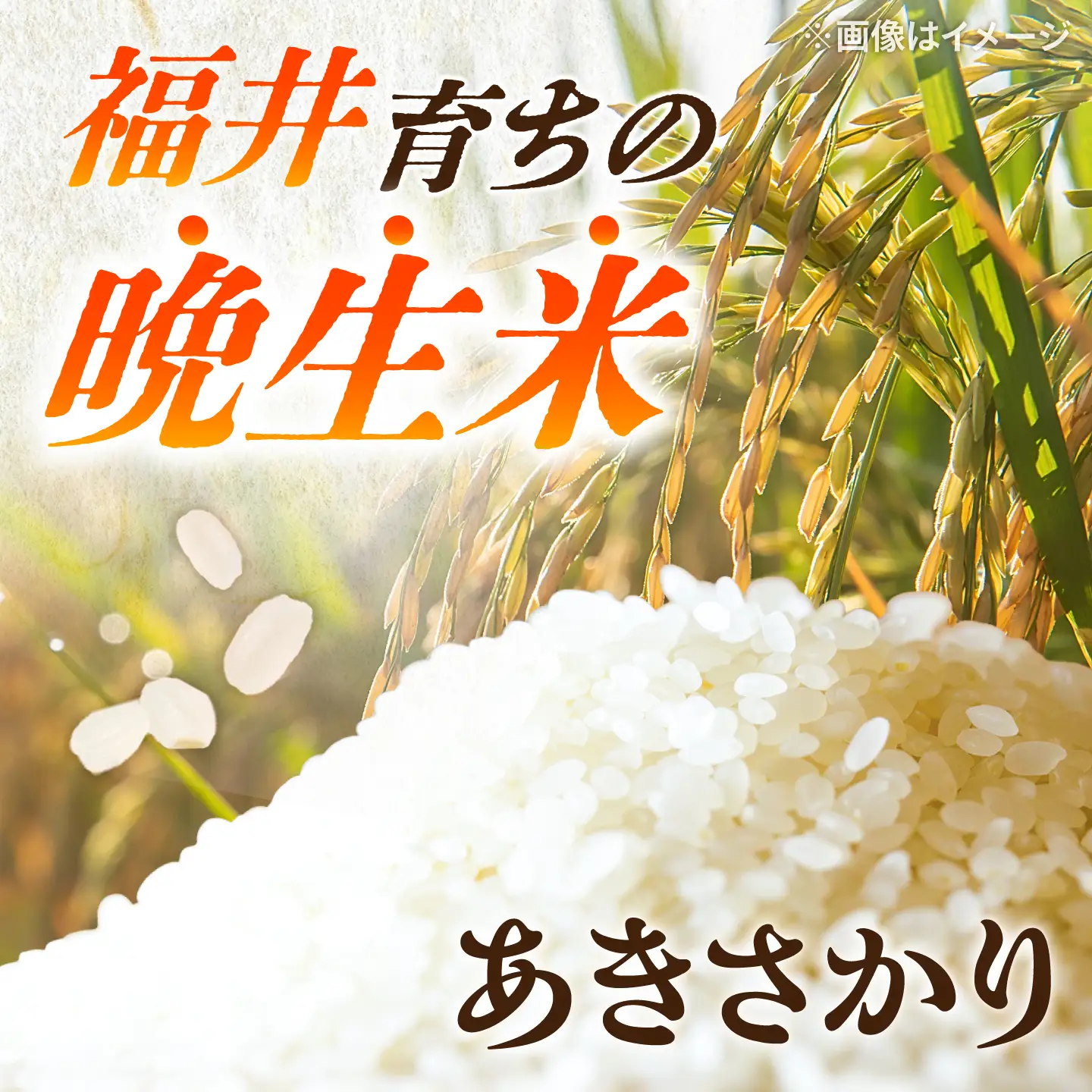 【先行予約/10月下旬以降順次発送】【令和8年産】福井県産 あきさかり 10kg 白米 若狭の恵 新米  [BFAG014]