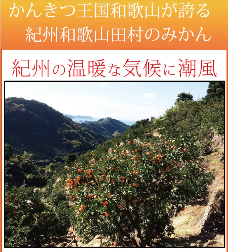 【ご家庭用訳あり】田村みかん　5kg　※2026年11月下旬～2027年1月下旬頃に発送【uot754A】