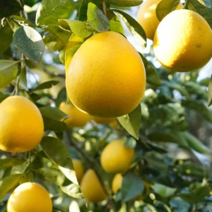【先行予約】御荘ゴールド (河内晩柑)  5kg 減農薬 柑橘 フルーツ 愛媛みかん ポンカン 文旦 河内晩柑 温州みかん ブラッド オレンジ ネーブル せとか なつみ 蜜柑 みかん 檸檬 果物 果実 ジューシー 数量限定 さっぱり 第一マルエム 愛媛県 愛南町