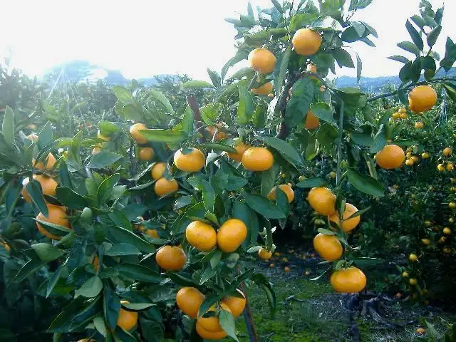 紀州有田みかん 約10kg 訳あり 家庭用キズあり  サイズ混合［SL39］
