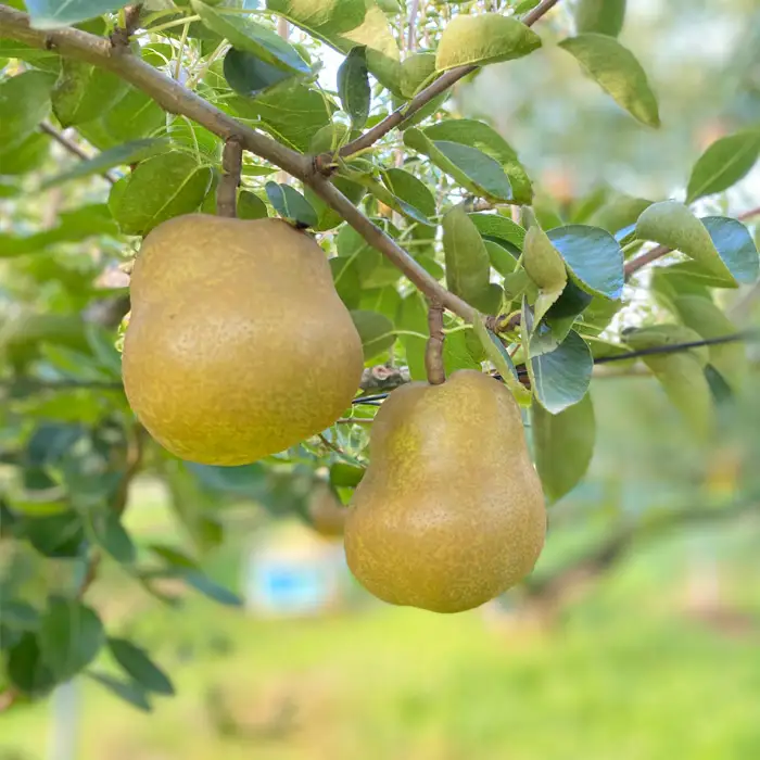 山形市産 ラ・フランス 特秀 3kg FY23-694