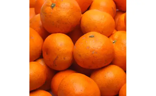 家庭用 有田 みかん サイズ混合(2S～2L) 5kg+250g ※11月発送(完熟) / 温州みかん 有田みかん 訳あり 甘い 光センサー選果 果物 柑橘 和歌山 ※北海道・沖縄・離島への配送不可 【ikd004-cm-5-novC】