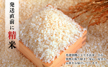 先行予約 コシヒカリ 4kg(2kg×2) 新潟県三条市下田産 コシヒカリ 精米
