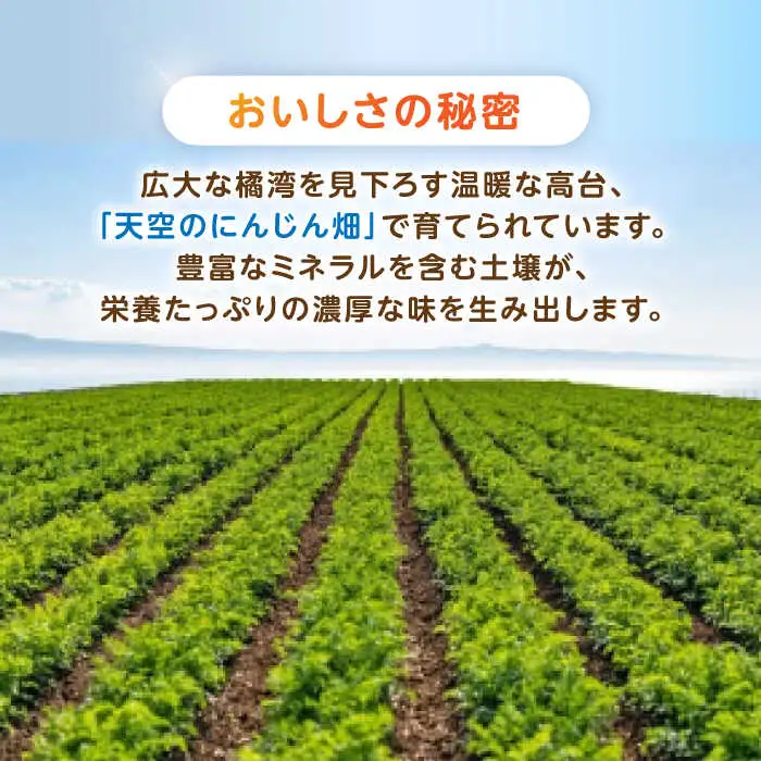 ※【2026年11月下旬より順次発送／先行予約】滝さんの人参 10kg 人参 AHCU001