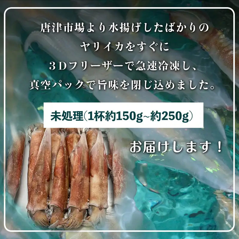 唐津呼子産 丸ごといか(小サイズ)未処理 1kg以上