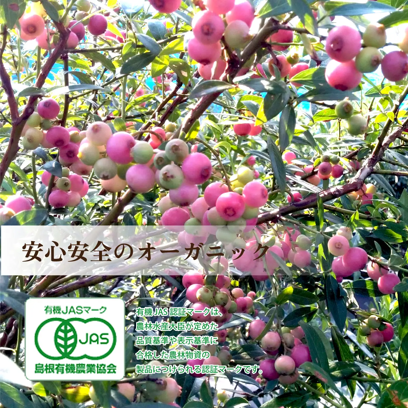 有機ブルーベリージャム　ピンク（150g×3本）