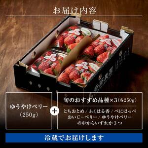 2027年発送＞完熟 いちご 贅沢食べ比べ（1箱） ゆうやけベリー