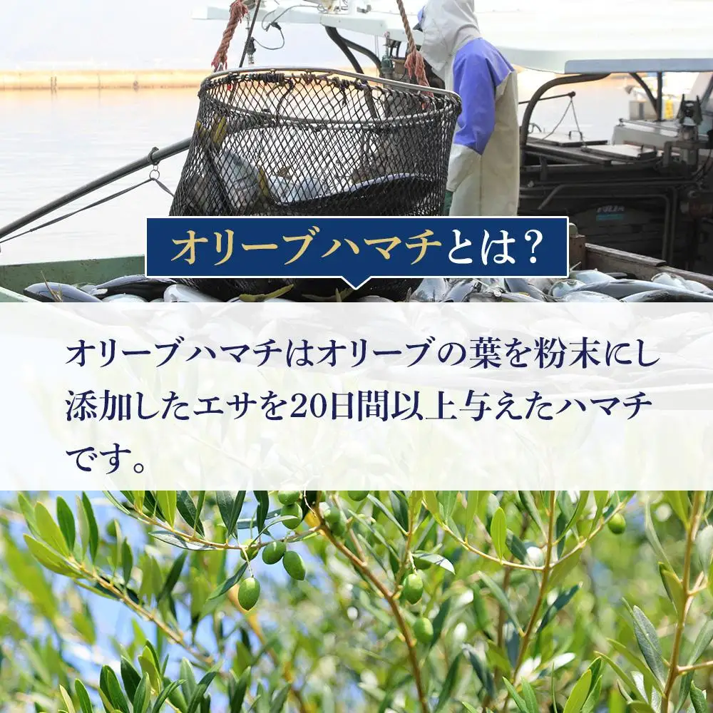 オリーブハマチ1尾 約4kg