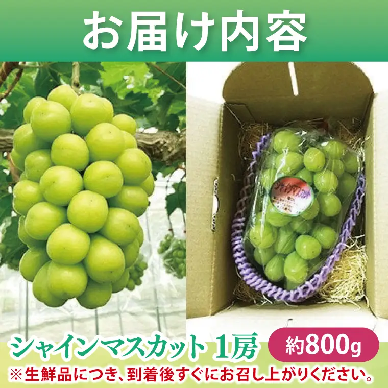 ぶどう シャインマスカット 1房 約800g マスカット ぶどう ブドウ 種無し 皮ごと 葡萄 フルーツ 果物 旬 くだもの 阿見町 茨城県【2026年9月下旬より順次発送】（49-01）