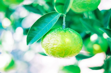 【先行予約】【数量限定】  花良治みかん (青玉) 3kg ｜  みかん
