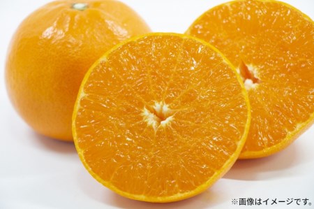 せとか (約3kg)