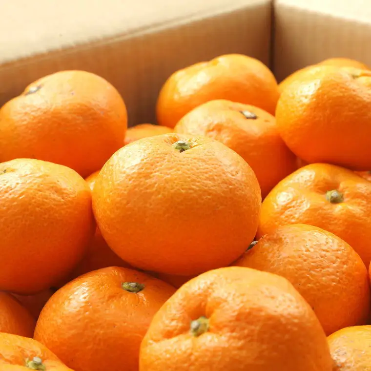 【ブランドみかん】田村みかん約5kg（Sサイズ・秀品）【2026年11月下旬～2026年12月下旬頃に順次発送】【tec883A】