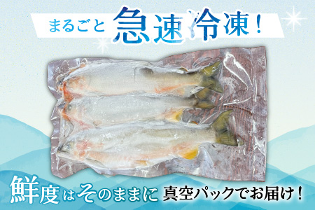 冷凍 子持ち鮎 4～6尾 [B-016010]