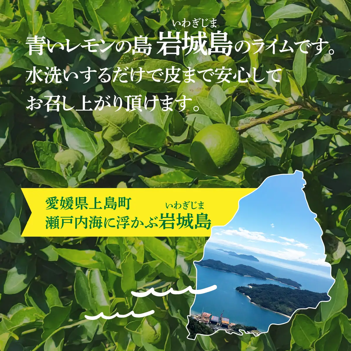青いレモンの島 ライム 約2kg ライム