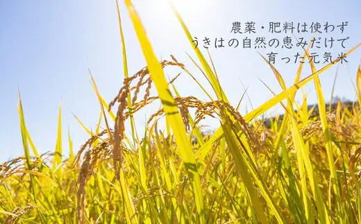 ぶんぶんファーム 自然栽培 ひのひかり 白米 10kg