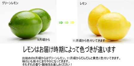 和歌山産レモン/グリーンレモン 3kg 【国産レモン】《先行予約》【1013-3】