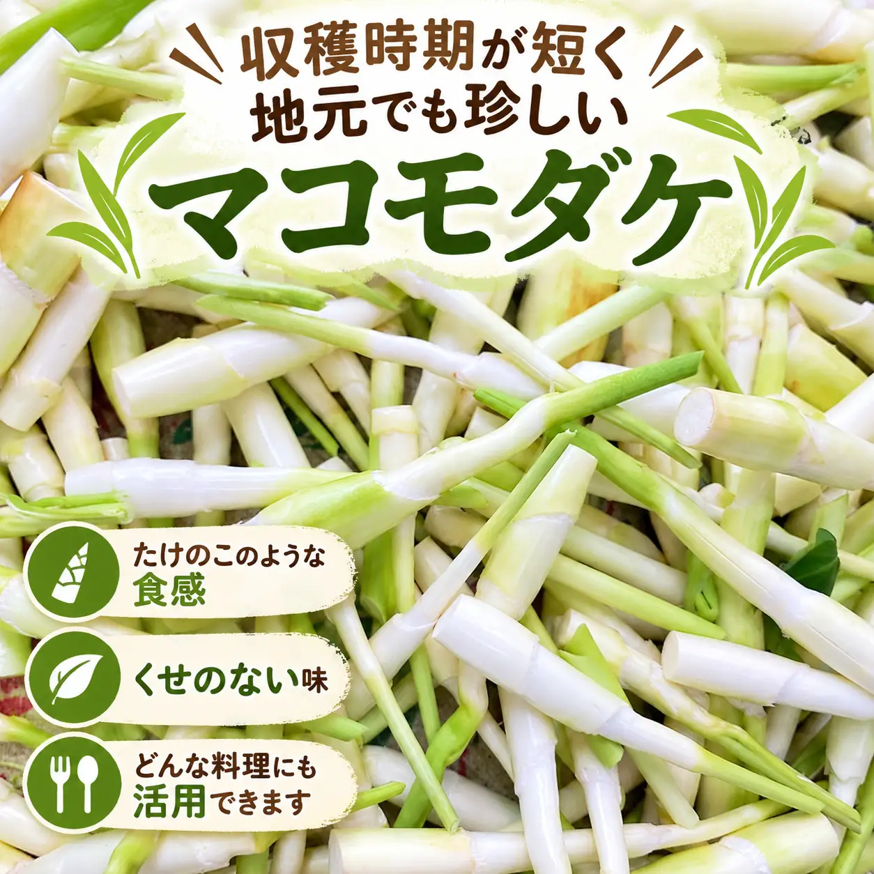 【先行予約・期間限定】マコモダケ ２kg ２０本程度 まこも マコモ 真菰筍 まこもだけ まこもたけ 新鮮 旬 野菜 送料無料 nc003