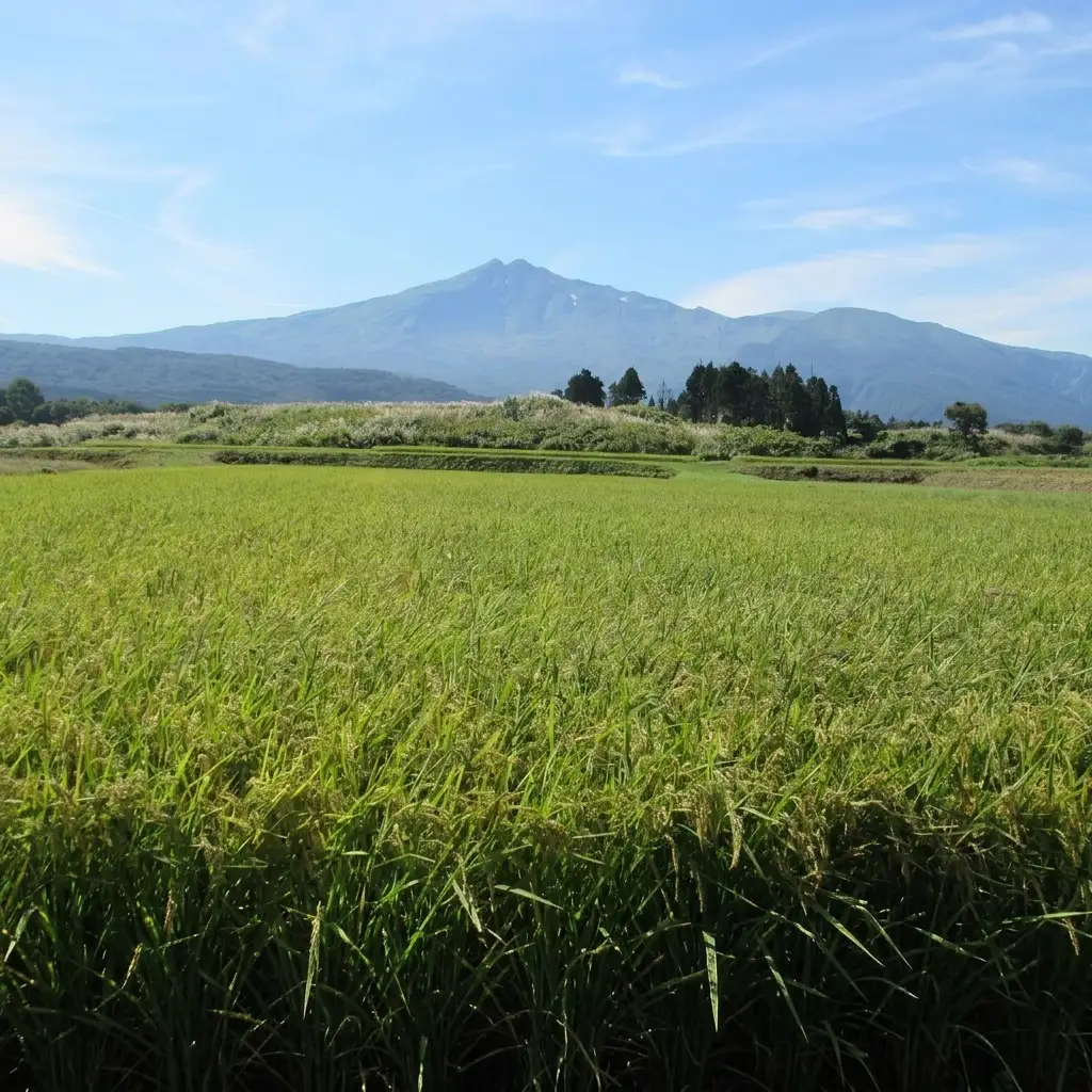 あきたこまち 秋田県産 鳥海山の恵み ひの米 玄米 あきたこまち【計8kg 2kg×4回】【定期便】