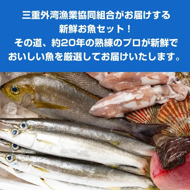 （冷蔵）漁協直送！　南伊勢町産　6～8種　朝獲れ鮮魚セット／三重外湾漁業協同組合　お刺身　新鮮　詰合せ　おいしい　とれたて　旬　三重県　伊勢志摩