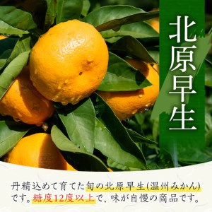 【先行予約】鹿児島県産 温州みかん（北原早生）約5kg みかん【01-039-05】